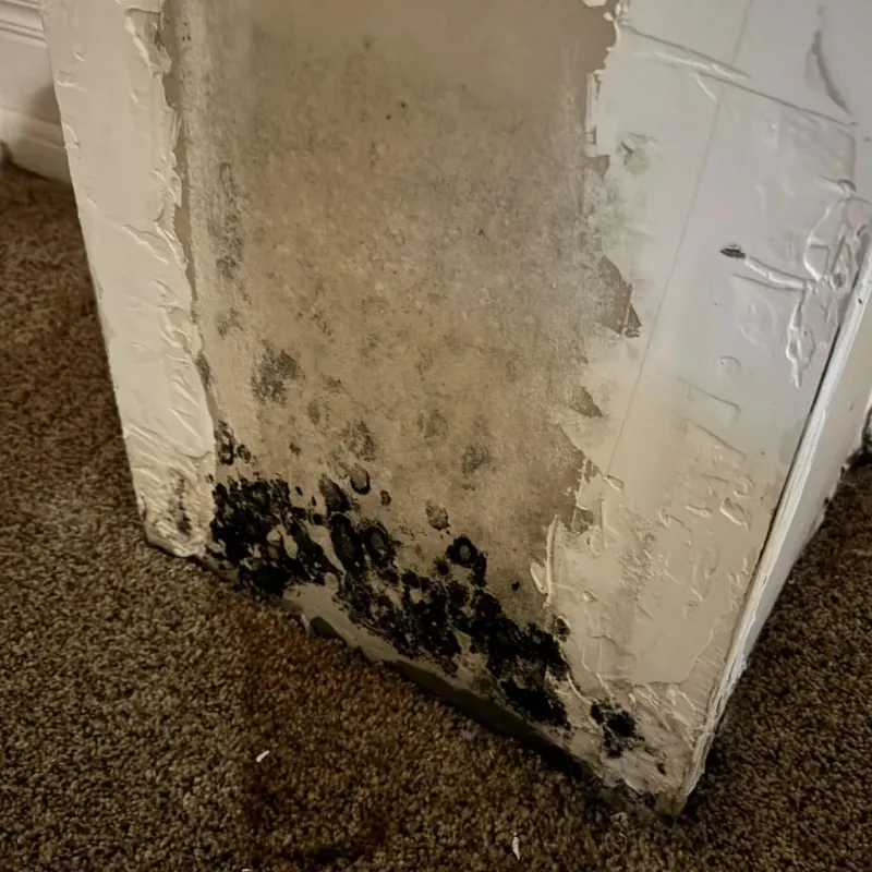 Professional Mold Removal in Sebastian, TX
